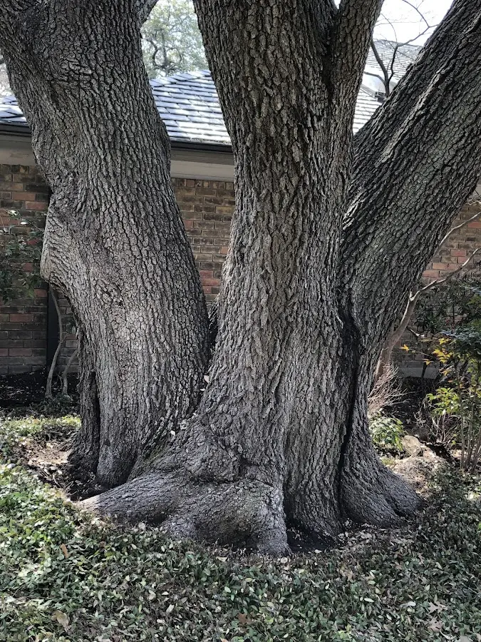 Mature heritage tree close to a Morgantown property cared for by certified arborists